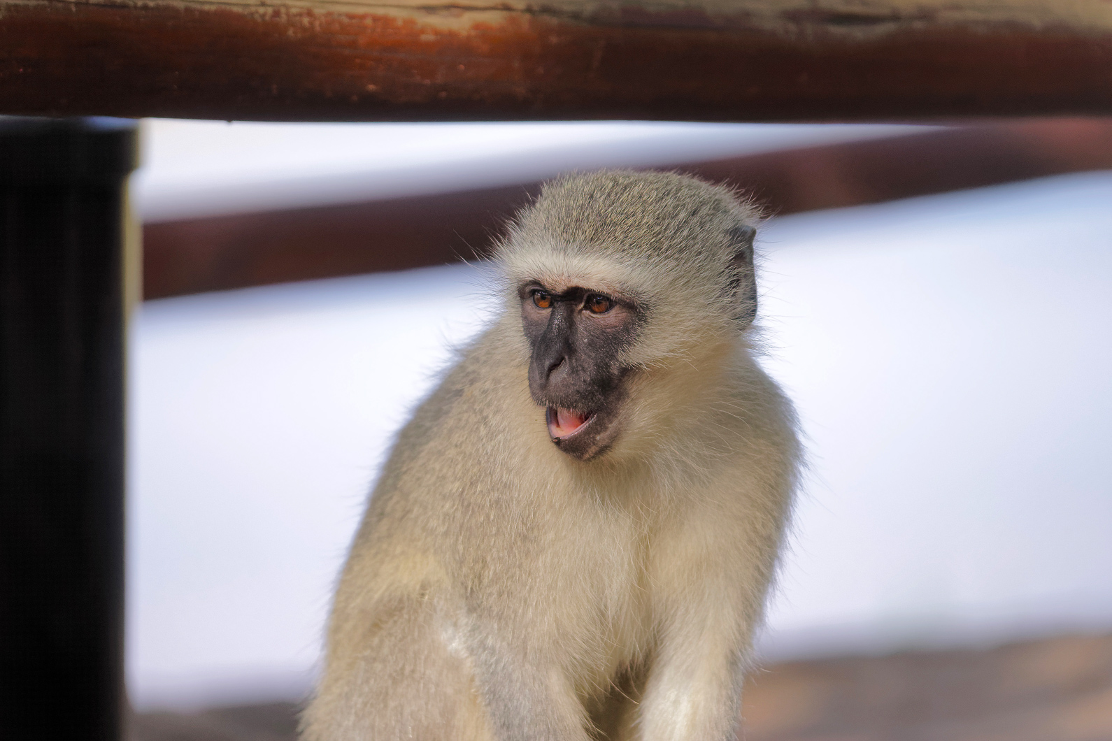 20161112 163322 Grüne Meerkatzen Kopie